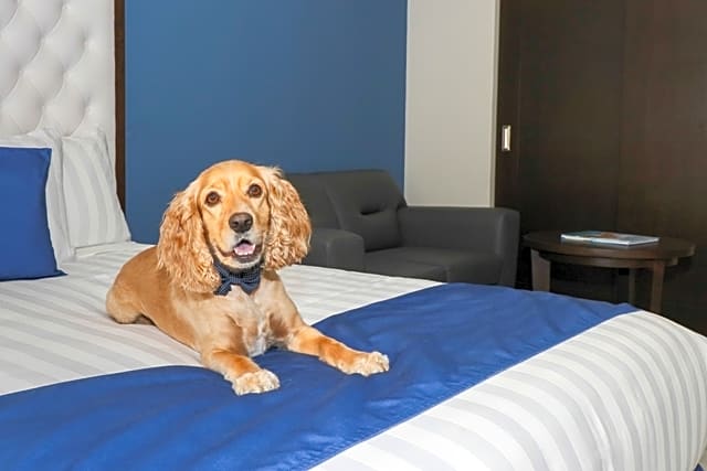 Medano Hotel and Spa