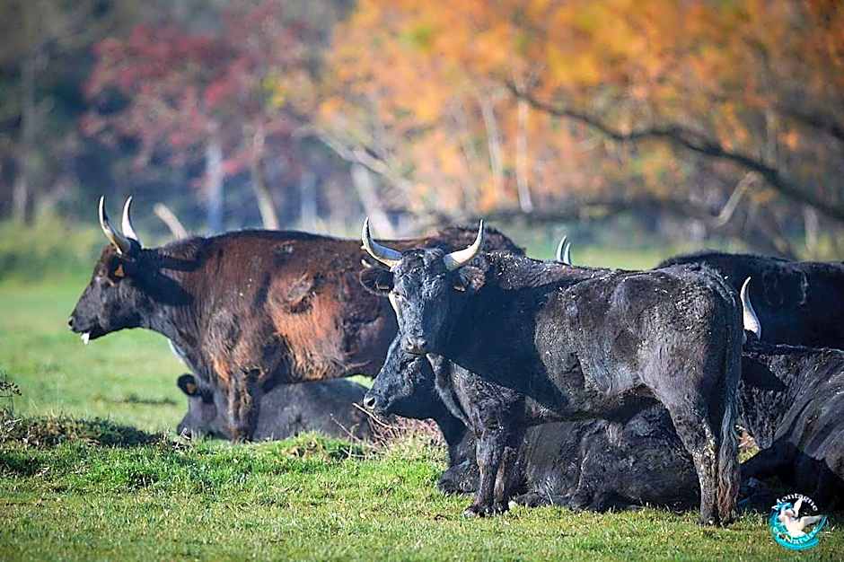 Villa sémaphore, suite la Fleur de Sel