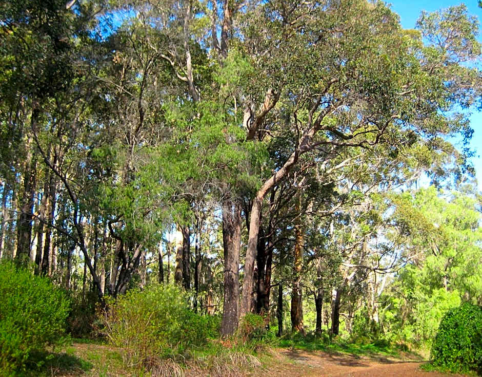 Edge Of The Forest Motel