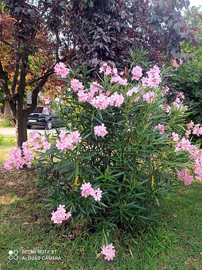 La Rosa Selvatica
