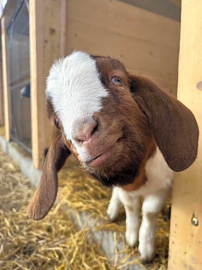 Dosłońce Resort Wellness & Farm