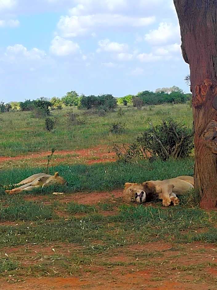 Tausa Tsavo Eco Lodge