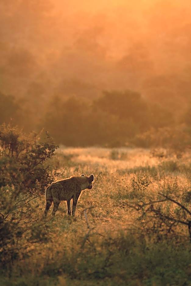 Ivory Wilderness River Rock Lodge