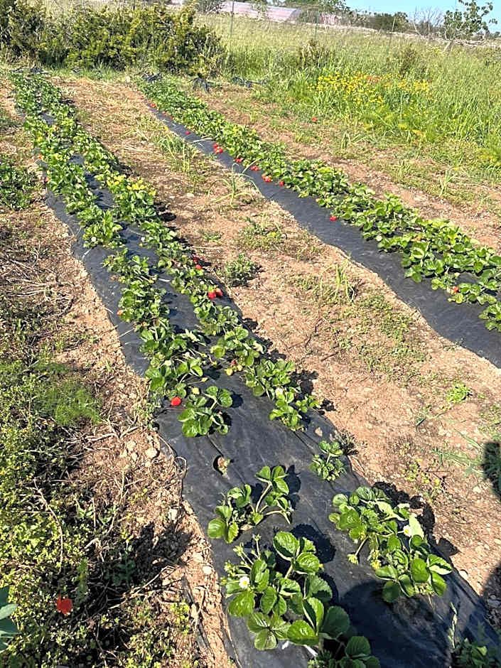 Bed & Breakfast Villa Michela Alezio