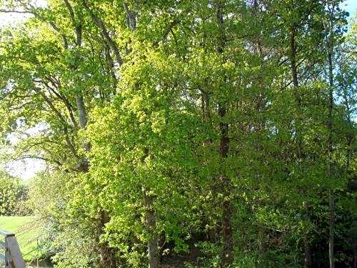 The Originals City, Hotel Anaiade, Saint-Nazaire (Inter-Hotel)