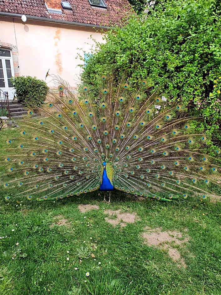 Château de MontSablé