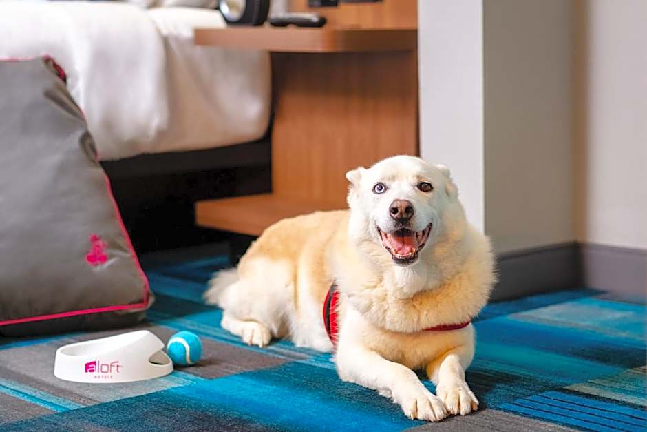 Aloft Calgary University