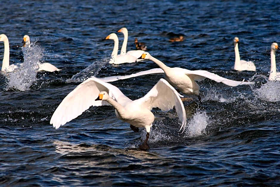 Traveler's Inn Asanebo