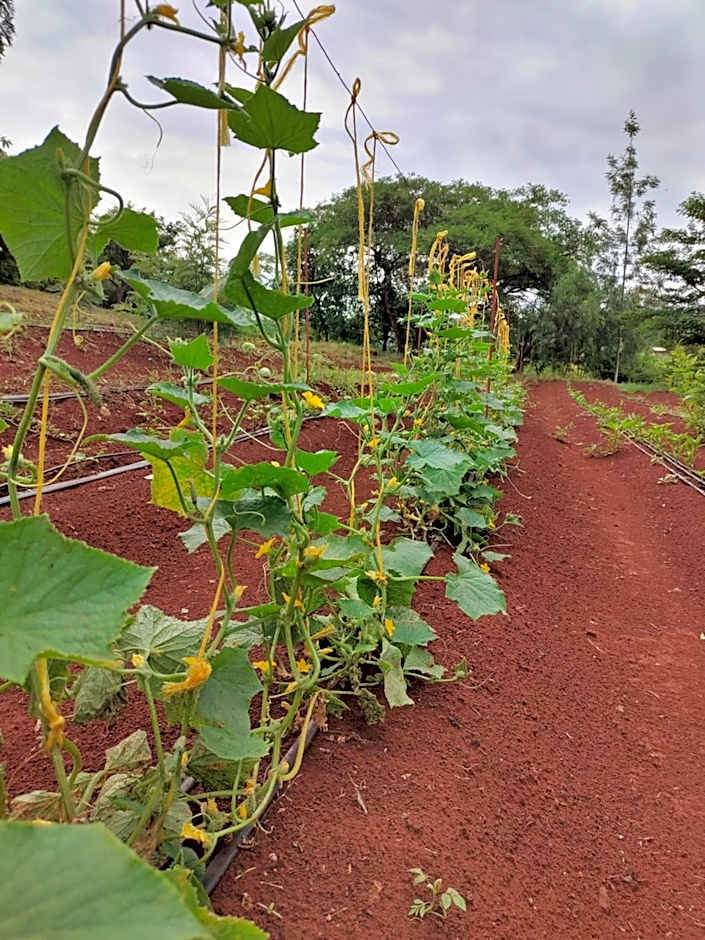 Tanzanice Farm Lodge