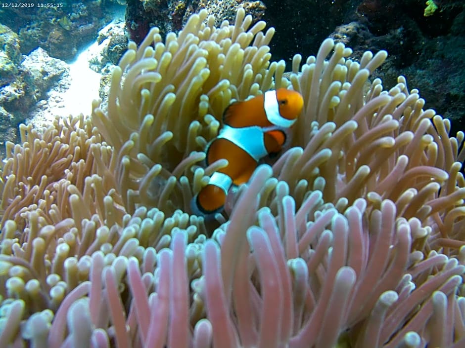 Coconut Inn Moalboal