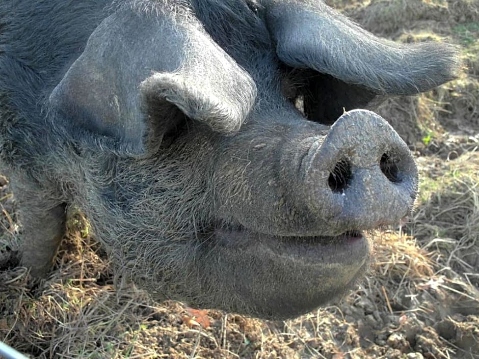 B&B - Chambres d'Hôtes Acoucoula