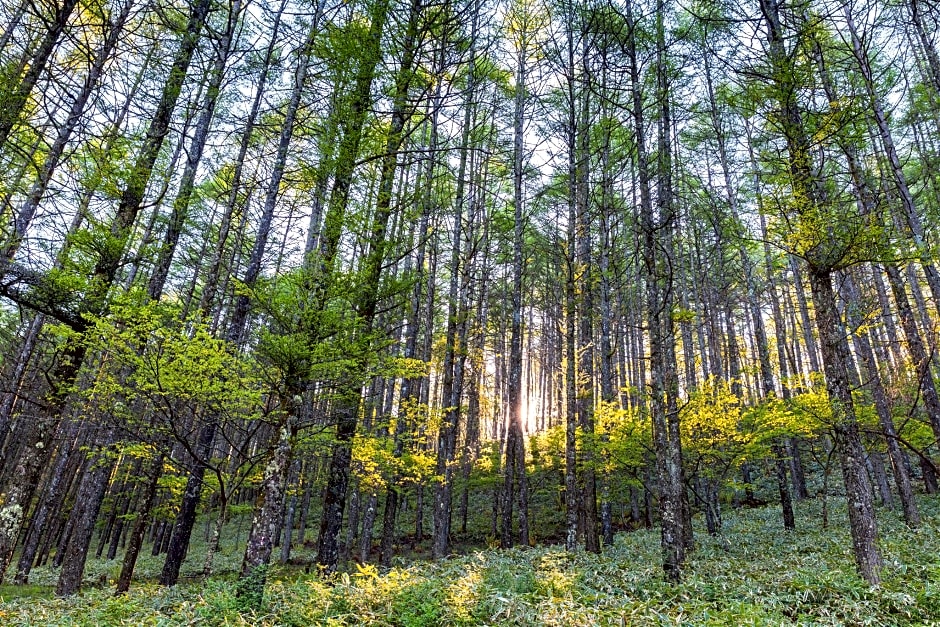 OYO Life 3415 Penginapan Wimane