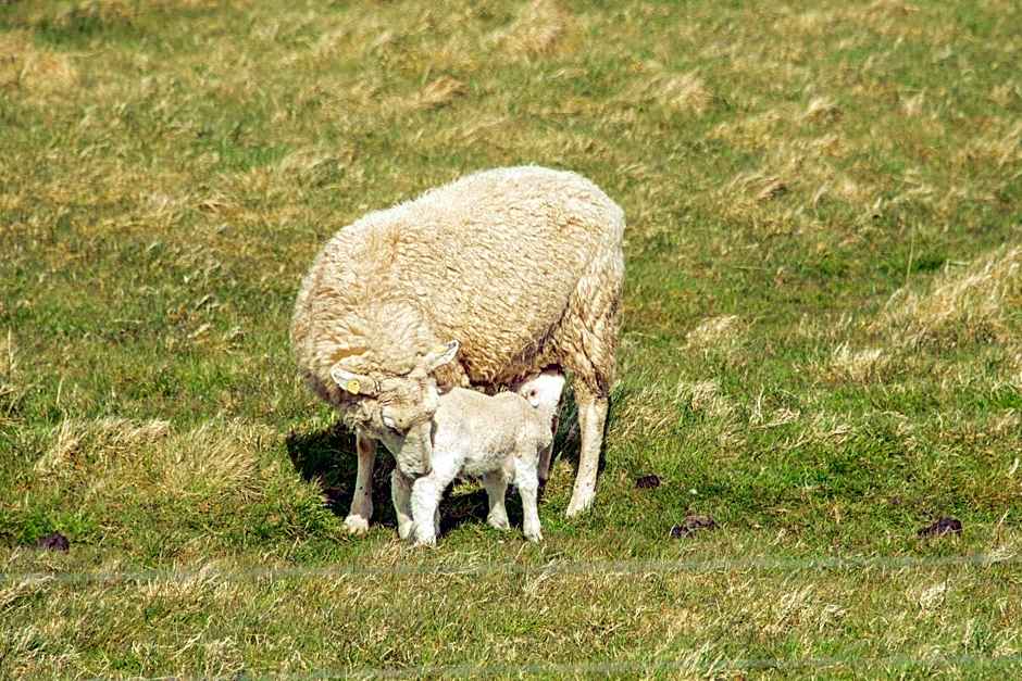 Pension Luuward 3 Sterne superior Hotel