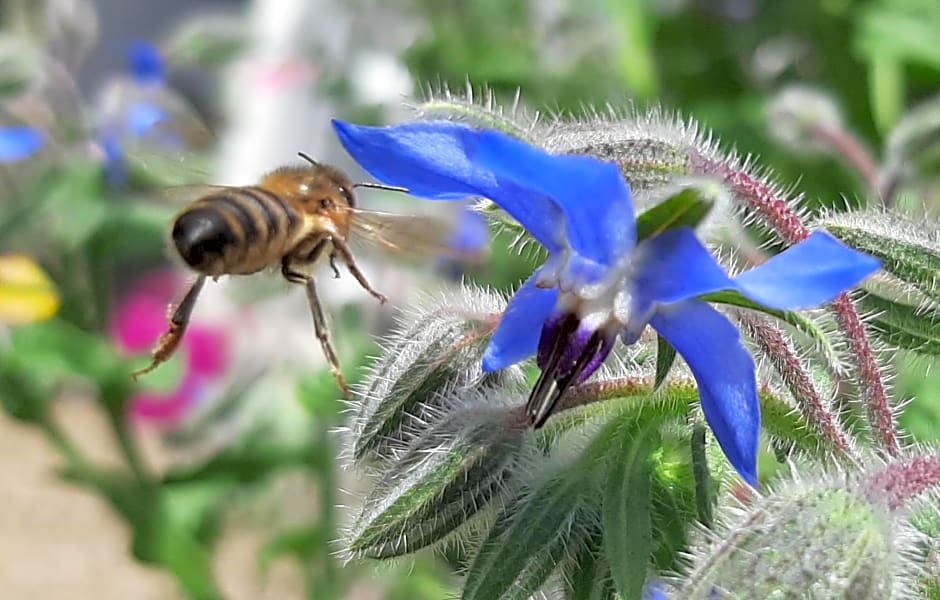 Het Bijenweitje - The Little Bee Meadow