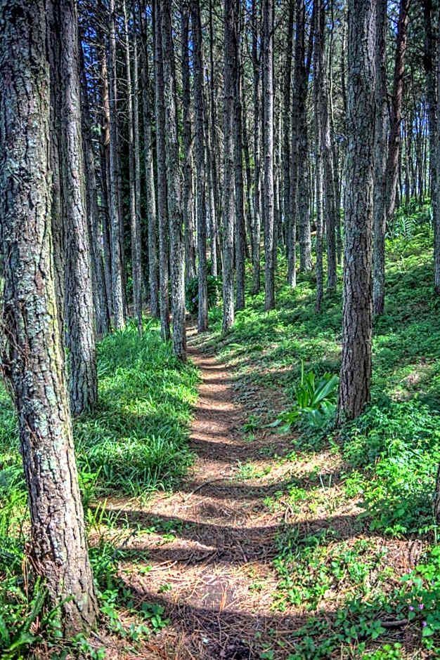 Pavetta Country House