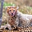 Sediba Luxury Safari Lodge