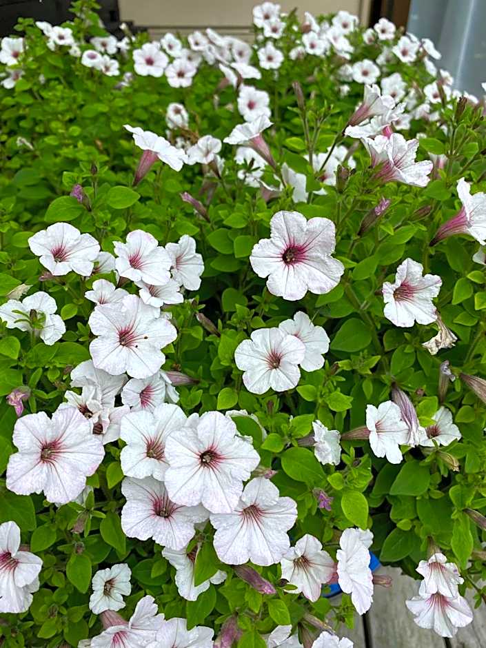 Opononi Lighthouse Motel