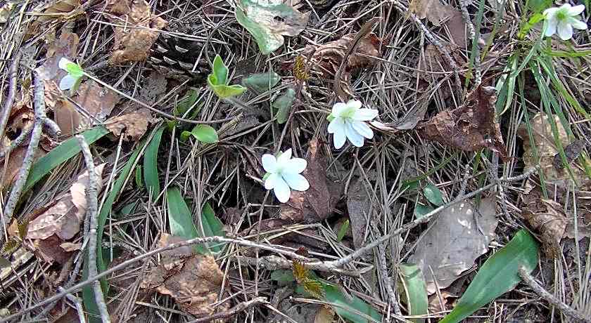 Dai Onsen Matsudaya Ryokan