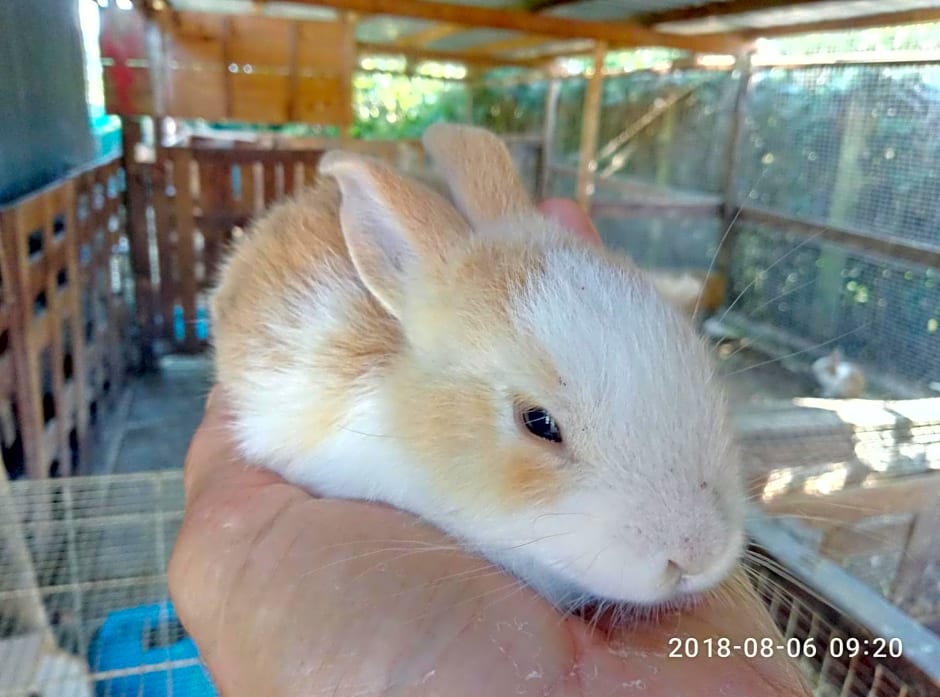 casadolcecasalatina