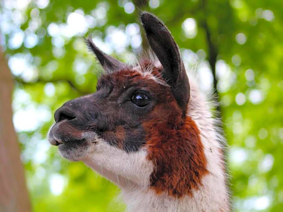 Castle Stay in De Eese with Royal Interiors