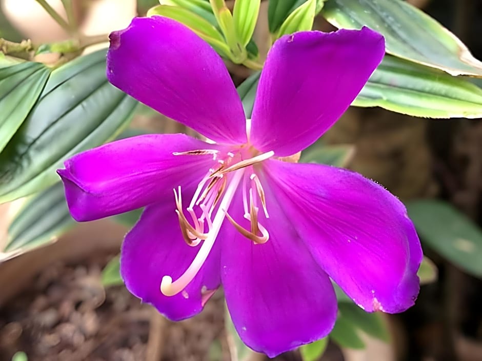 Breeze of Pai Guesthouse