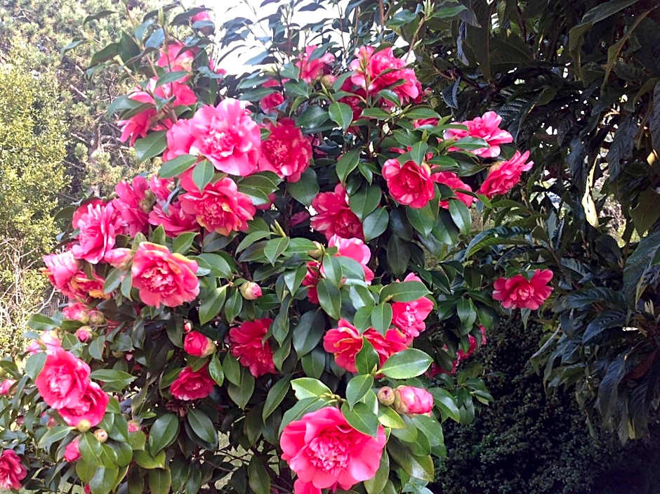 Apartments Villa Majense