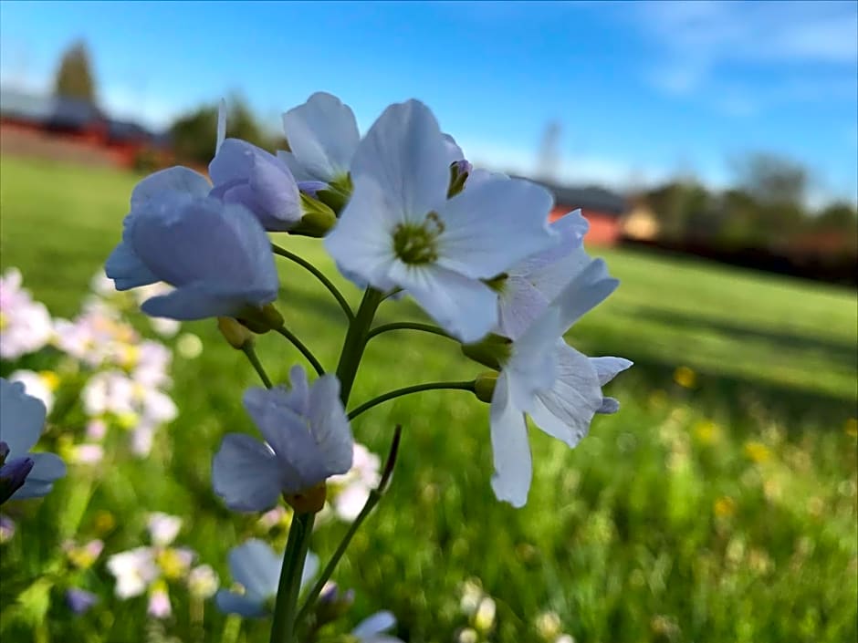 Domki letniskowe u Marty