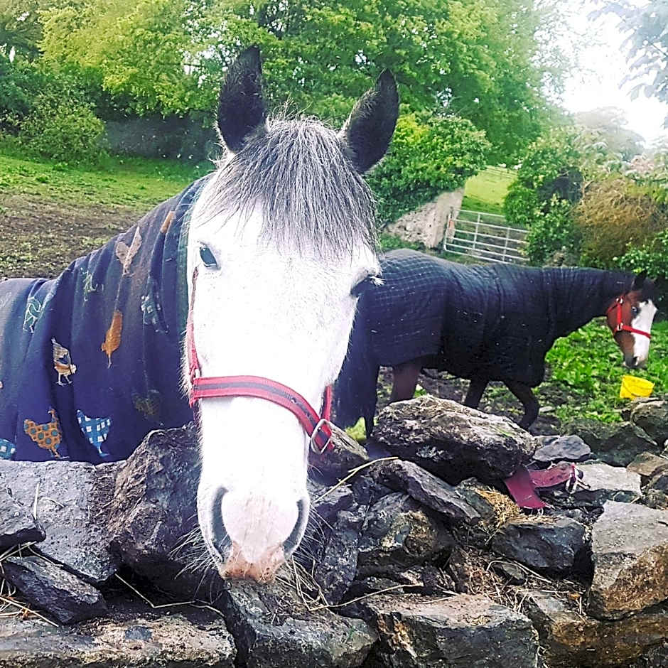 Ferme équestre & Chambres d'hôtes Gateau Stables proche Guédelon