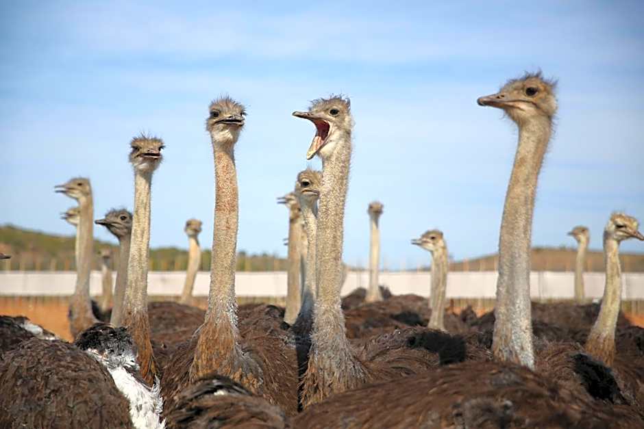 De Opstal Country Lodge