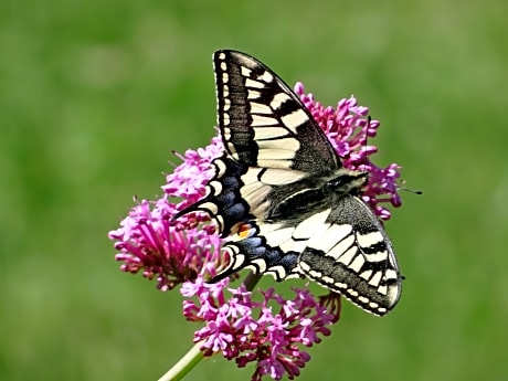 Studio "LA MEDINA", PISCINE jusqu'au 15 septembre, JARDIN BOTANIQUE, COMMERCES &MER