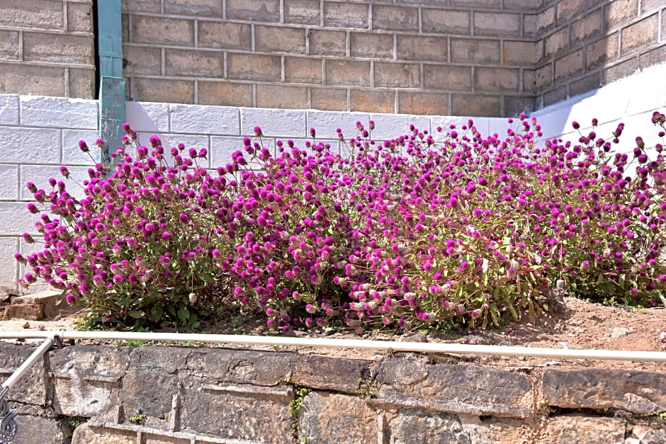 Grand Peak Tea Garden Hotel