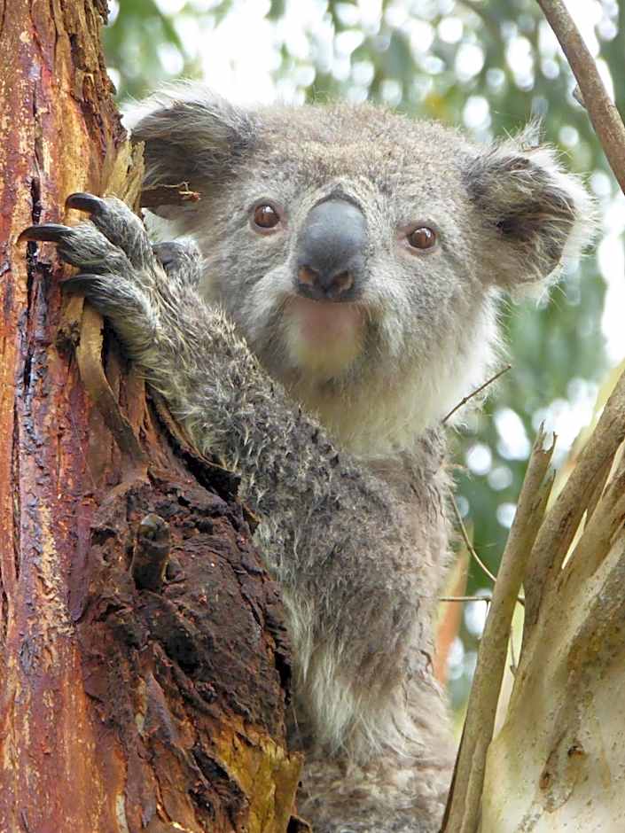 Llarrinda Bed & Breakfast