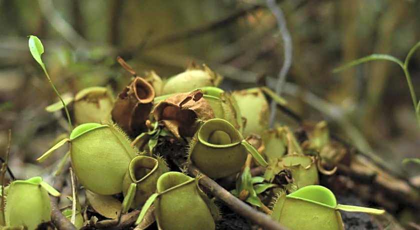 Panbil Residence Serviced Apartment