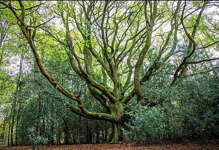 L'Hôtié de Brocéliande à Paimpont, au coeur des sites naturels et légendaires