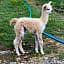 Dartmoor Reach Alpaca Farm