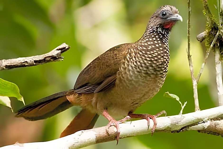 Casa dos Alpes com Jacuzzi hidro e Lareira