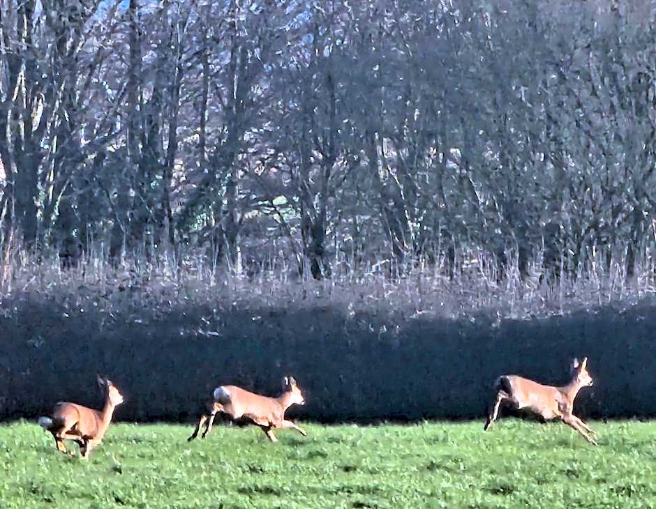 Schoolhouse Restaurant and Hotel