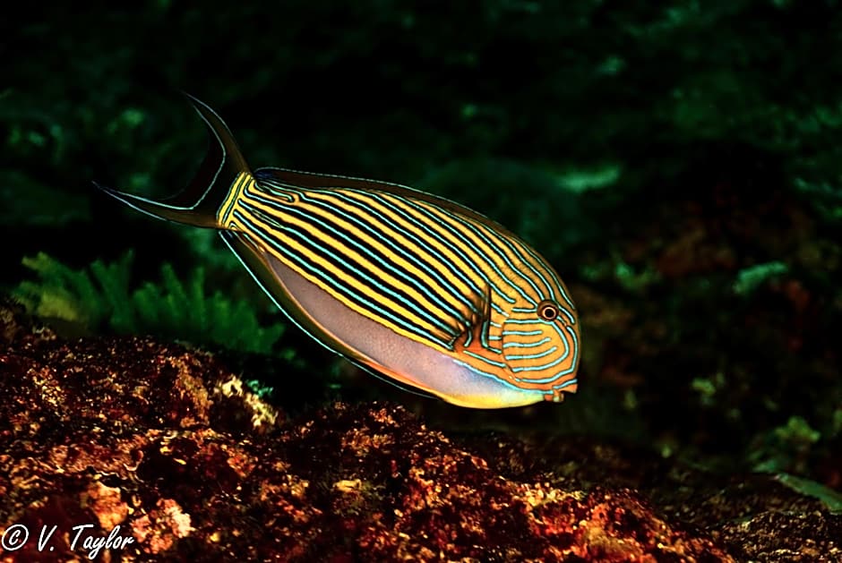 Lutwala Bungalows and Private Villa