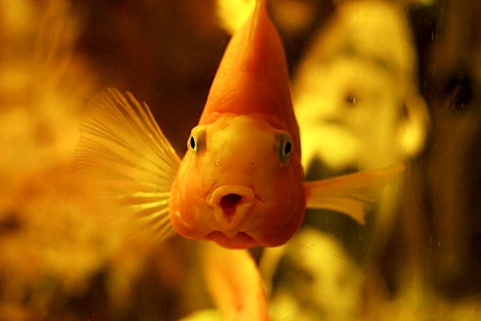 Pollushof Panzió és Étterem