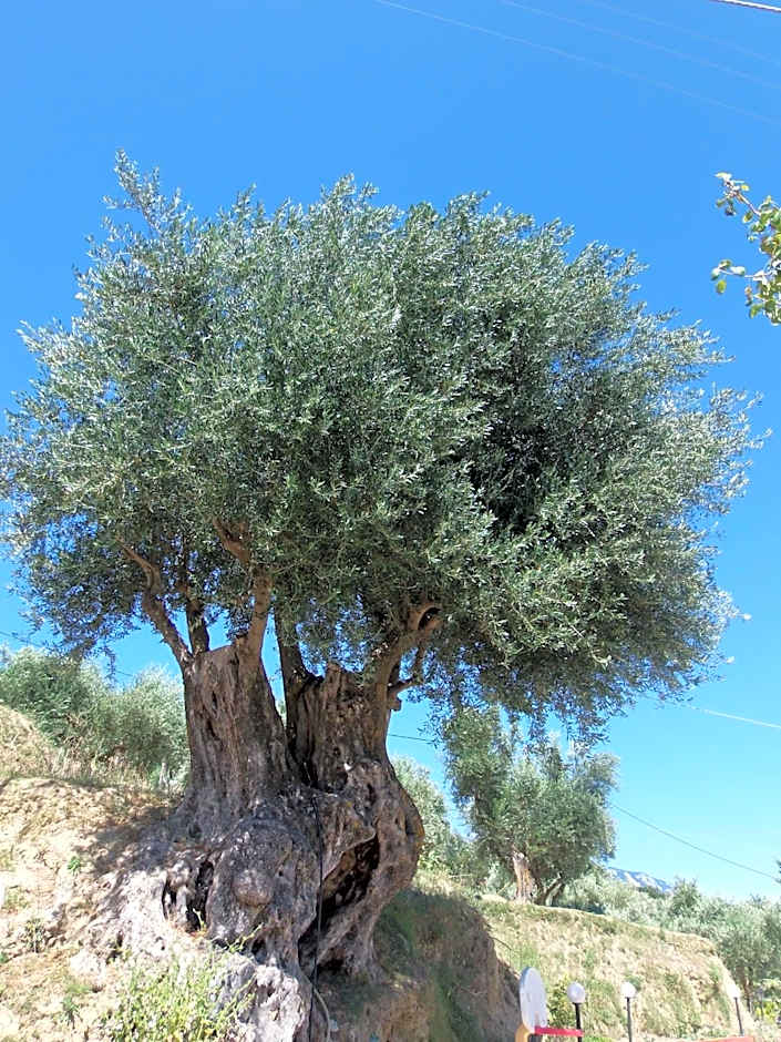 Amazona Apartments and Studios