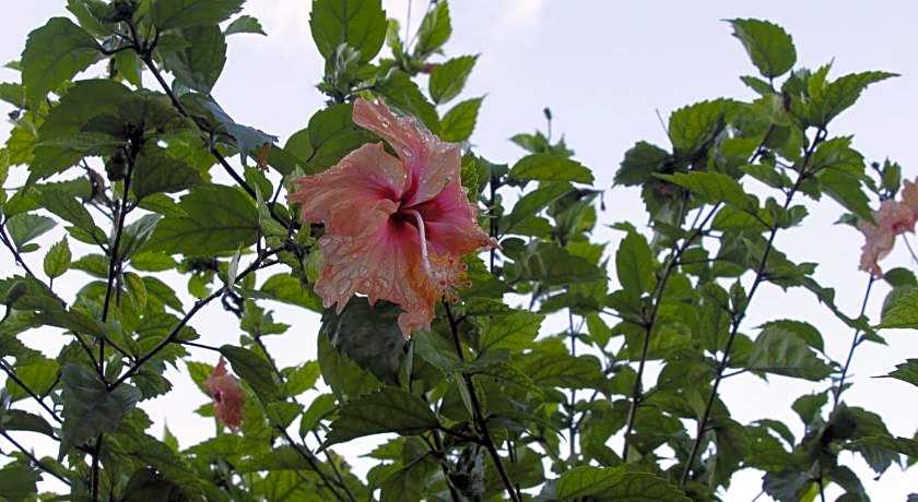 Kot Babi Guest House