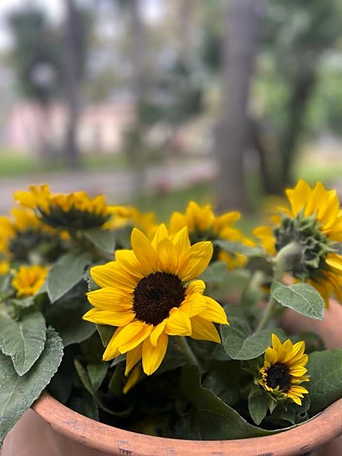Oasi Park Hotel