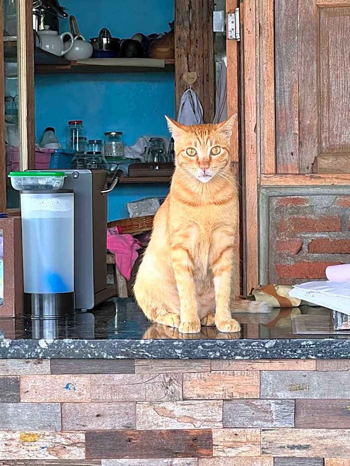 Pinokkio Bed and Breakfast