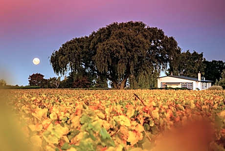 St Leonards Vineyard Cottages