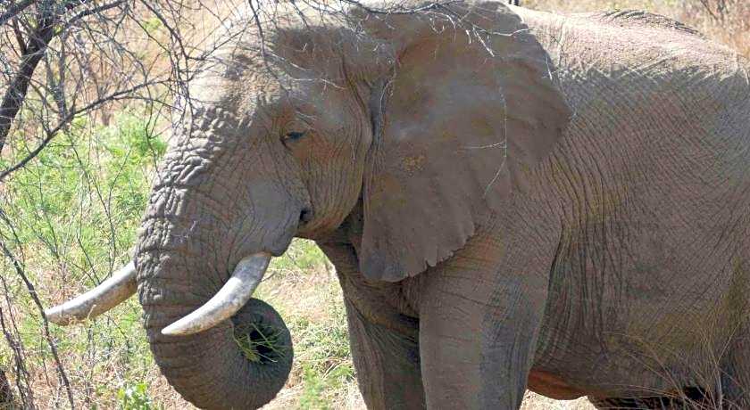 Morokolo Safari Lodge