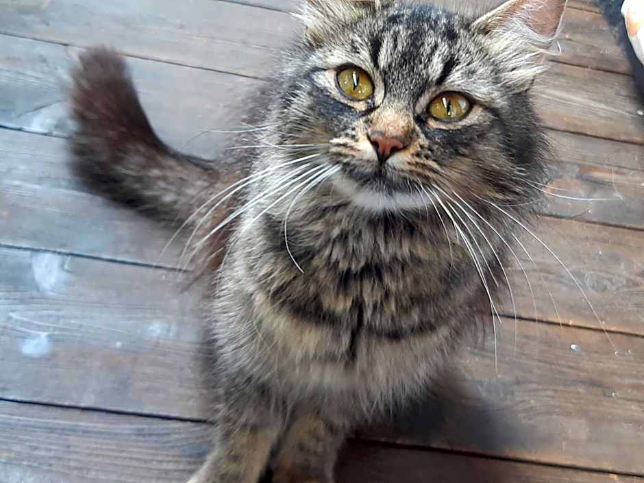 Bed & Breakfast Dolomiti Bey Haus Pinter