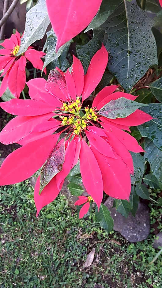 GITE-Hotel LA CAZ DES ORANGERS