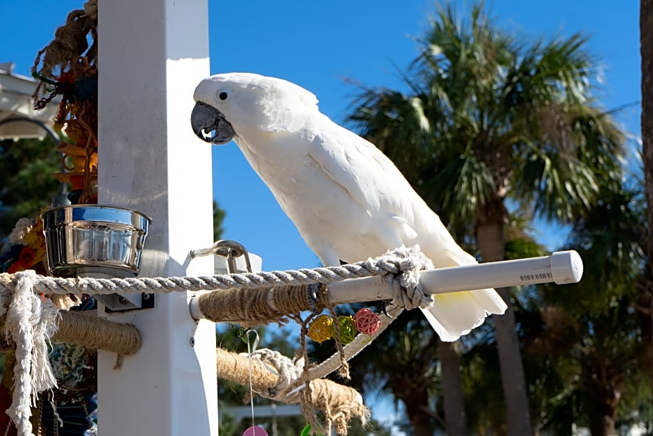 The Village of Baytowne Wharf at Sandestin Golf and Beach Resort