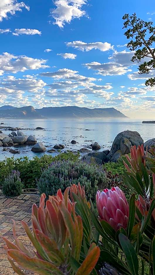 Bosky Dell on Boulders Beach