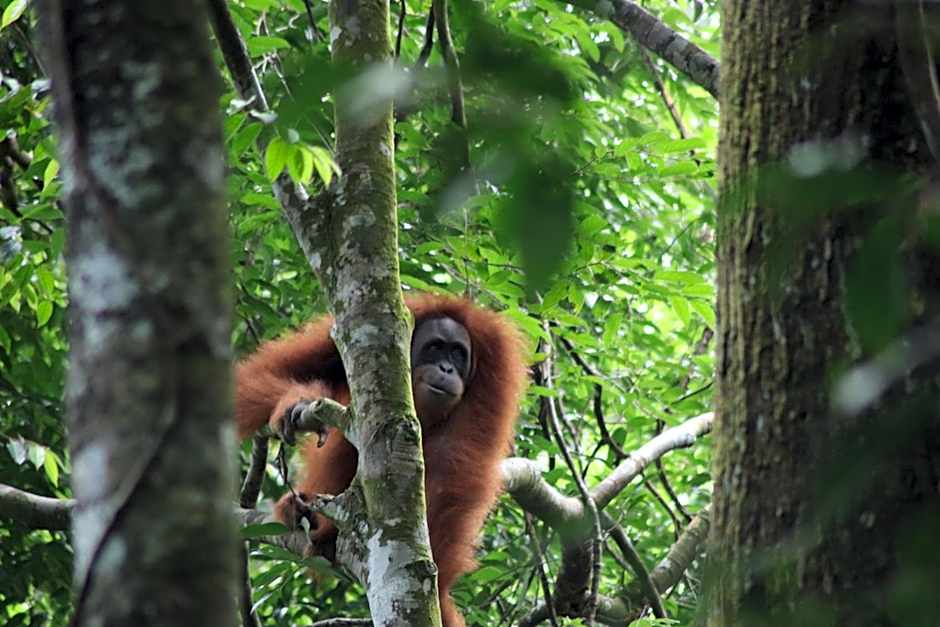 Gino's Place - Guest House & Jungle Trekking